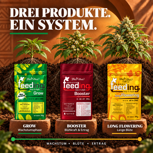 Drei Packungen Greenhouse Powder Feeding Dünger Grow, Booster und Long Flowering unter Pflanzen mit Beschriftung der Wachstumsphasen.