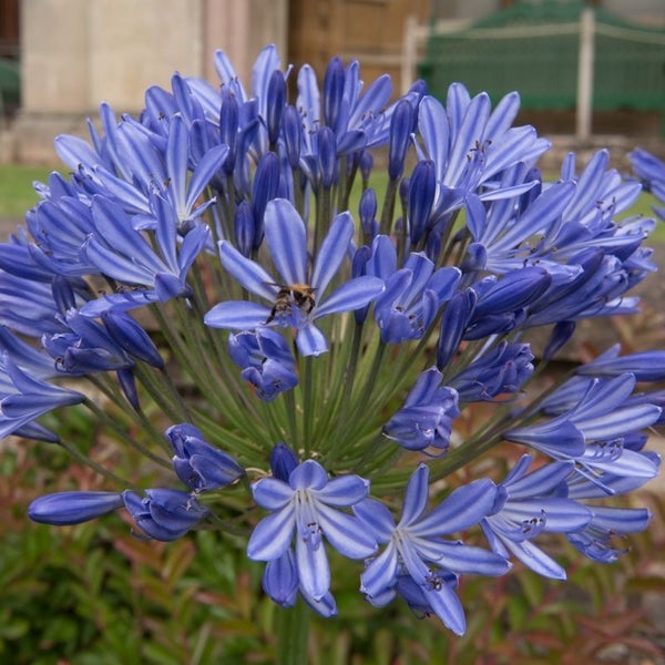 Blaue Schmucklilie mit einer Biene