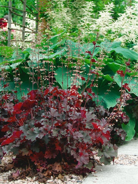 Purpurglöckchen mit roten Blättern und zarten Blüten in einem Gartenbeet.