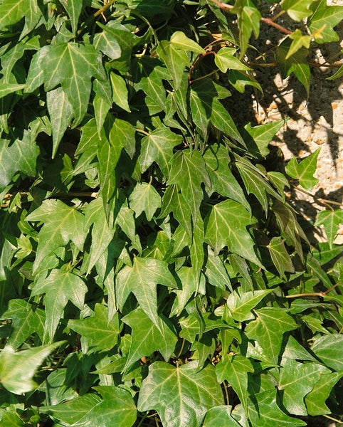 Hedera helix 'Green Ripple', Efeu, grün, ca. 9x9 cm Topf