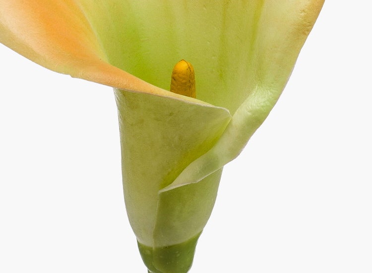 Gelbe Calla-Blüte Zantedeschia mit trichterförmigem Hochblatt.