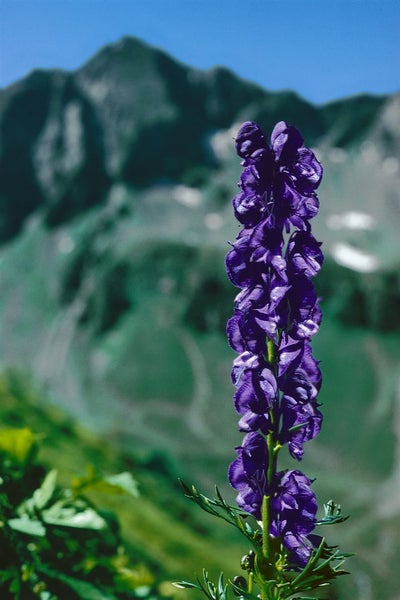 Nahaufnahme einer blauen Eisenhutblume vor Berglandschaft.
