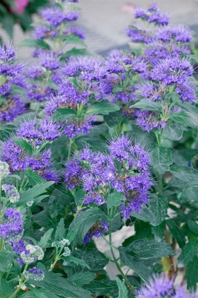 Caryopteris clandonensis 'Kew Blue', Bartblume, blau, 40–60 cm