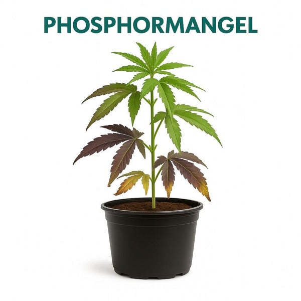 Infografik zum Phosphormangel bei einer Pflanze im Topf mit verfärbten Blättern.