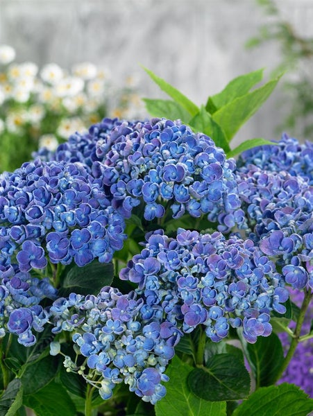 Nahaufnahme einer blauen Hortensienblüte