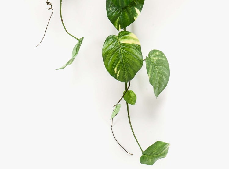Künstlicher Busch Efeututen JULIANO auf Steckstab, grün, 135cm - Künstlicher Pothos
