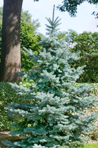 Picea pungens 'Blue Diamond', Blaufichte, 25–30 cm