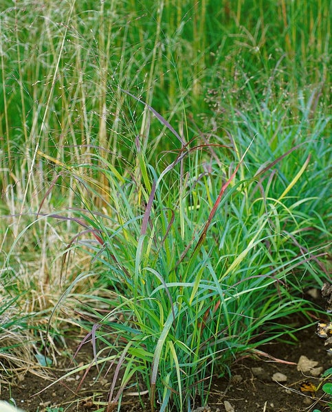 Panicum virgatum 'Shenandoah', Rutenhirse, rot-grün, 3-5 Liter Container