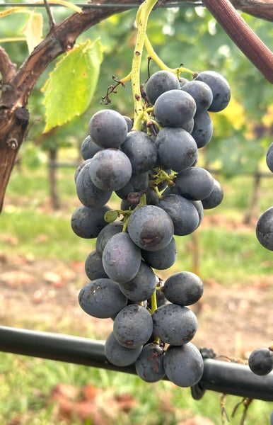 Eine Traube dunkler Weintrauben hängt an einem Rebstock in einem Weinberg.
