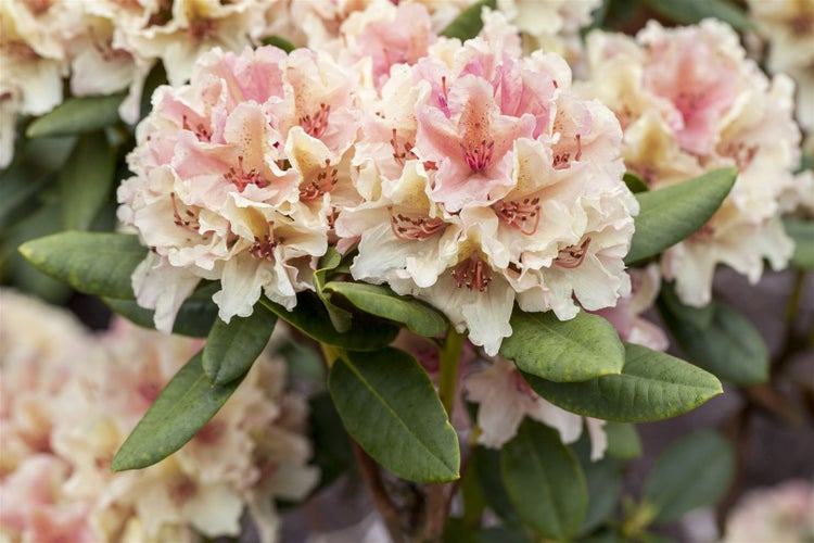 Rhododendron yak. 'Percy Wiseman', rosa-weiß, 40–50 cm