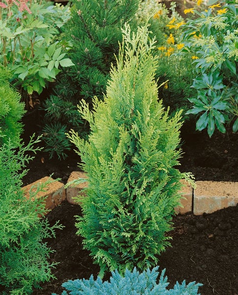 Lebensbaum im Gartenbeet