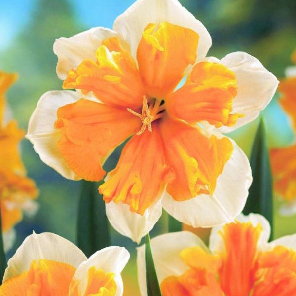 Narzissenblüte mit gefüllter Mitte