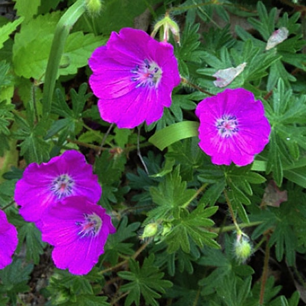 Nahaufnahme von violetten Storchschnabelblüten im Gartenbeet.