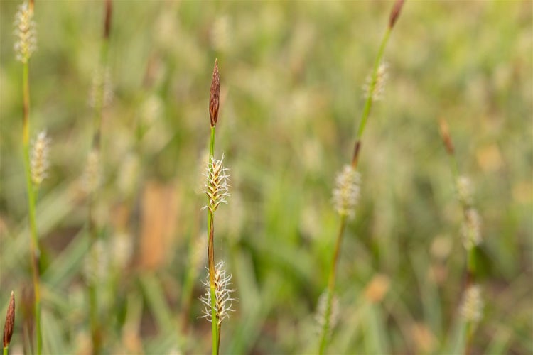 Carex montana, Berg-Segge, ca. 9x9 cm Topf