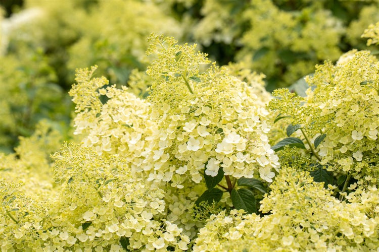 Hydrangea paniculata 'Bobo', Rispenhortensie, weiß, 40–60 cm