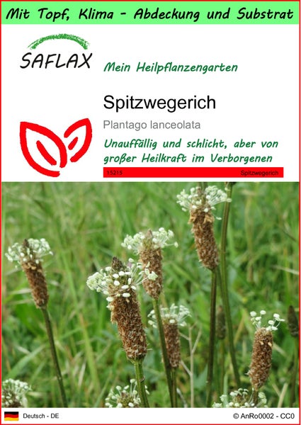 SAFLAX Garden to go - Spitzwegerich - Plantago lanceolata - 100 Samen - Mit Topf, Klima - Deckel und Anzuchtsubstrat