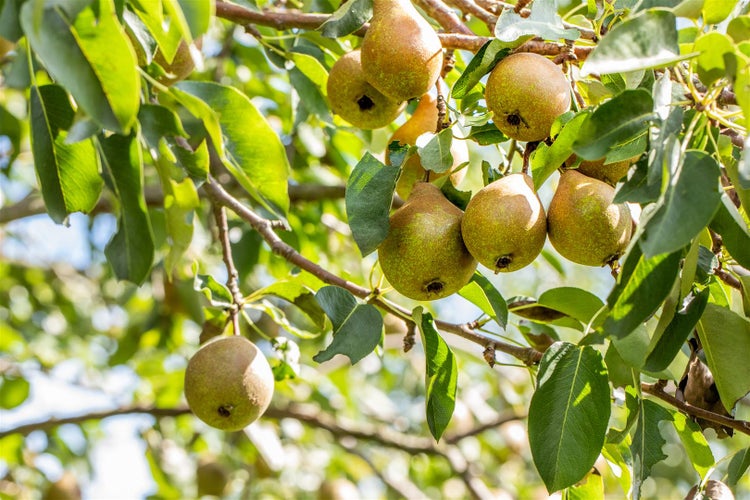 Pyrus communis 'Gute Luise', Birne, 150–200 cm, saftig-süß