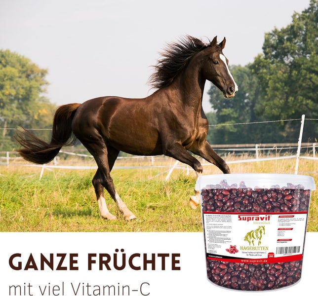 Supravit Hagebutten für Pferde im 2-Kilogramm-Eimer vor einem galoppierenden Pferd auf einer Wiese