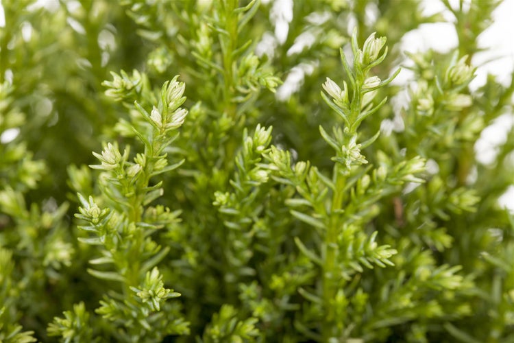 Chamaecyparis lawsoniana 'Snow White', Scheinzypresse, 30–40 cm