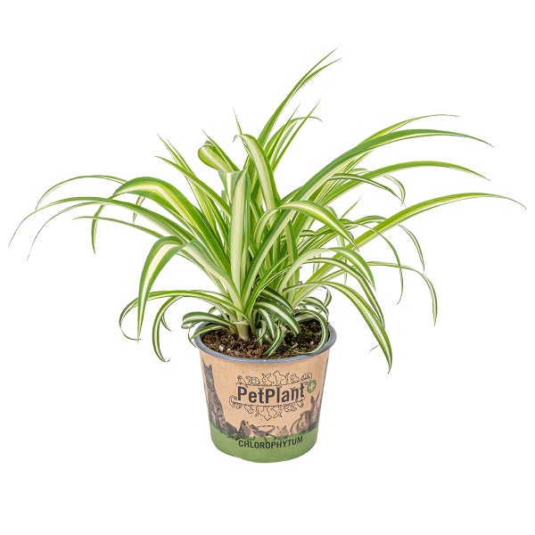 Graslilie | Chlorophytum 'Variegatum' pro Stück - PetFriendly - Zimmerpflanze ⌀12 cm - ↕25 cm