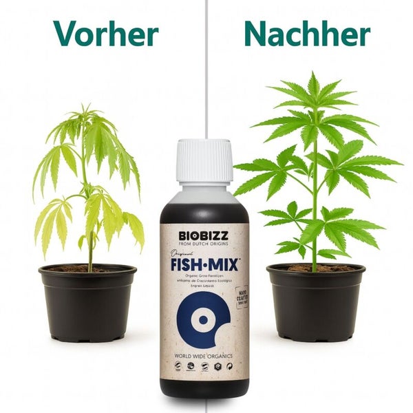 Vorher-Nachher-Vergleich einer Pflanze bei Verwendung von Biobizz Fish-Mix organischem Dünger.