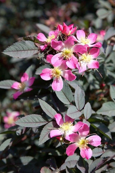 Rosa glauca, Rotblattrose, 40–60 cm