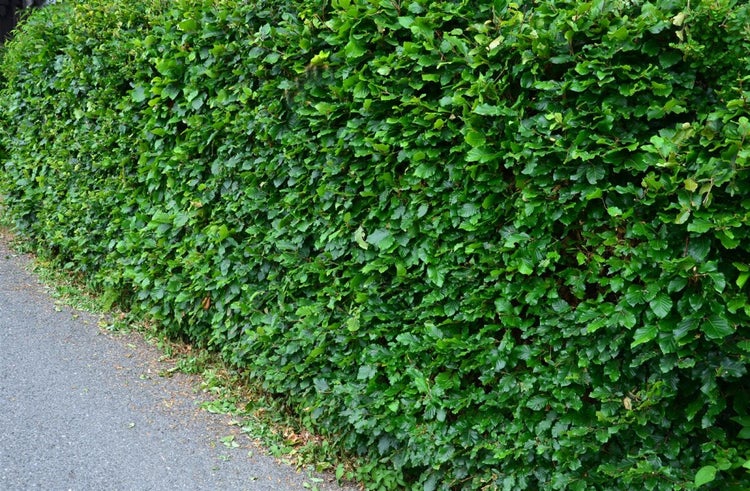 Dichte und geschnittene Hainbuchenhecke entlang eines Gartenweges