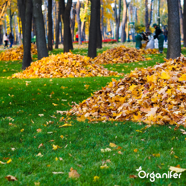 Herbstdünger All-In-One (5 kg für 100 m2) - Organifer