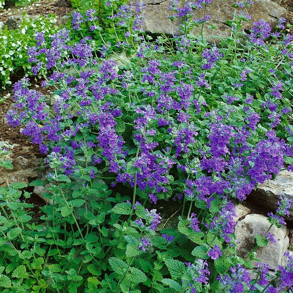 Katzenminze im Gartenbeet mit Steinen