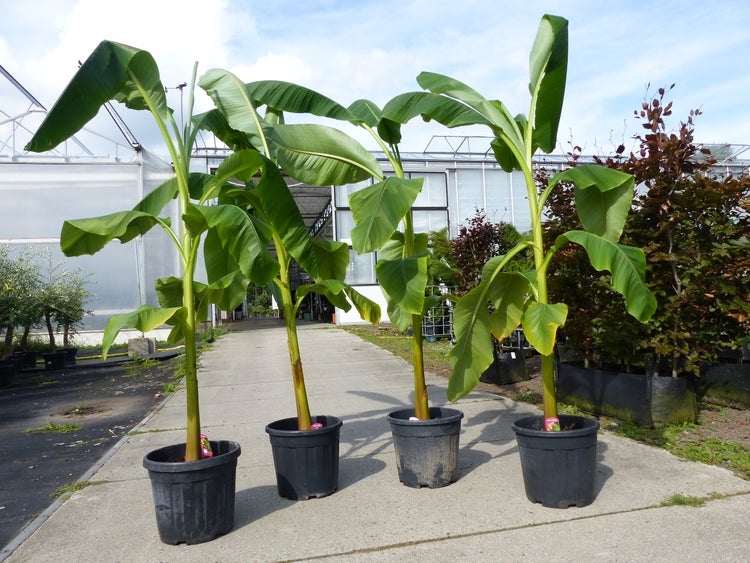 4 Stück Bananenstaude Banane Musa Basjoo 230 cm winterhart Staude japanische Faserbanane