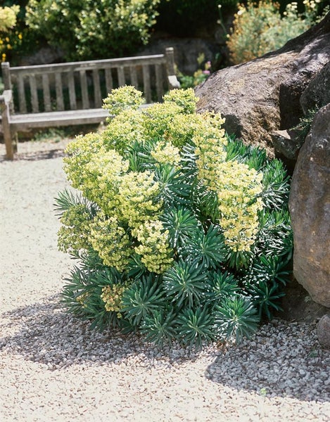 Wolfsmilchgewächs im Garten mit Steinen und einer Bank