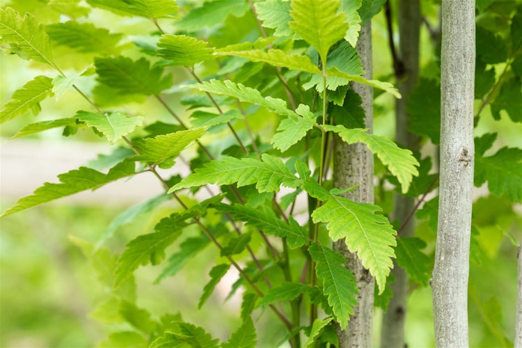 Koelreuteria paniculata 'Fastigiata', Blasenbaum, 150–175 cm