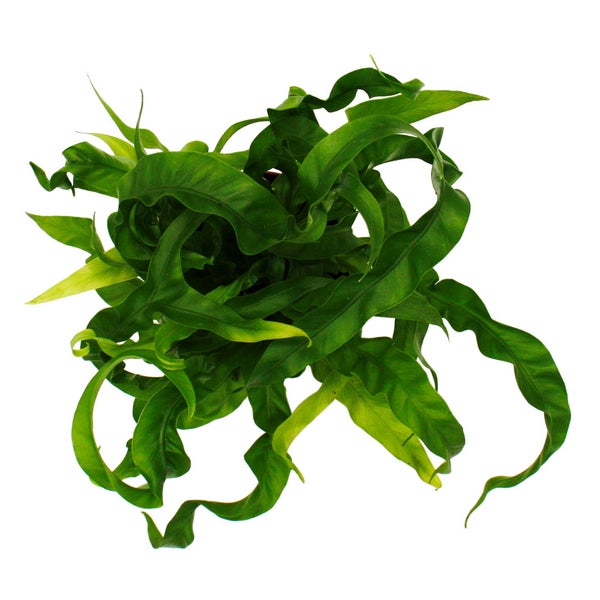 Asplenium antiquum Hurricane besondere Farn-Sorten fürs Zimmer Nestfarn 12cm Topf ca. 25cm hoch