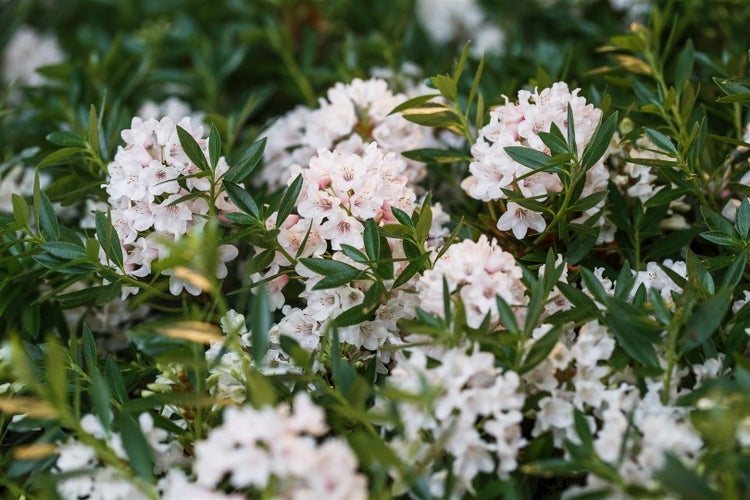 Rhododendron micranthum 'Bloombux', Kugel, immergrün, 25–30 cm