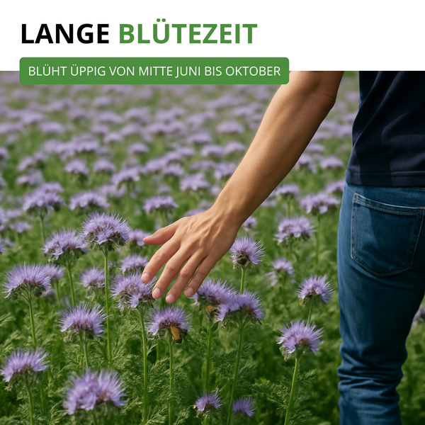 Eine Person streicht über ein Feld blühender Phacelia. Der Text weist auf eine lange Blütezeit von Mitte Juni bis Oktober hin.