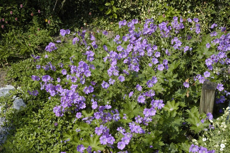 Geranium gracile 'Sirak', Storchschnabel, rosa, ca. 9x9 cm Topf