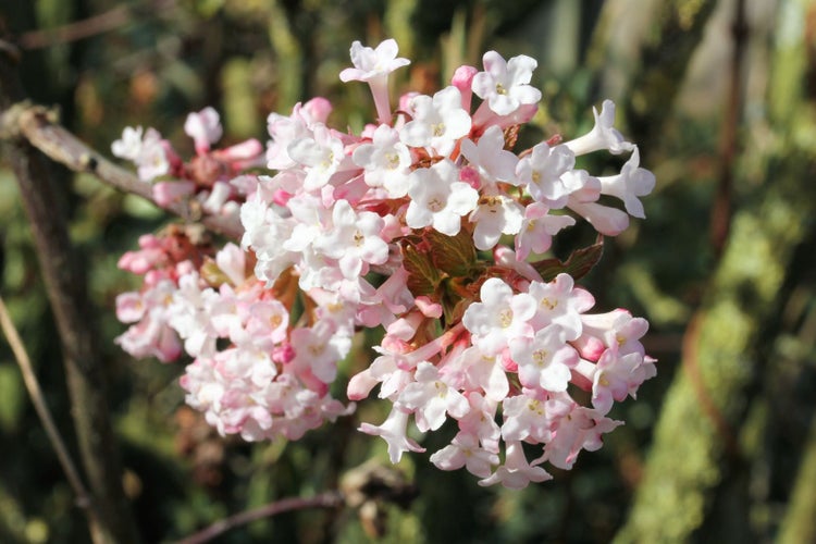 Viburnum bodnantense 'Dawn', Duft-Schneeball, rosa Blüten, 60–80 cm