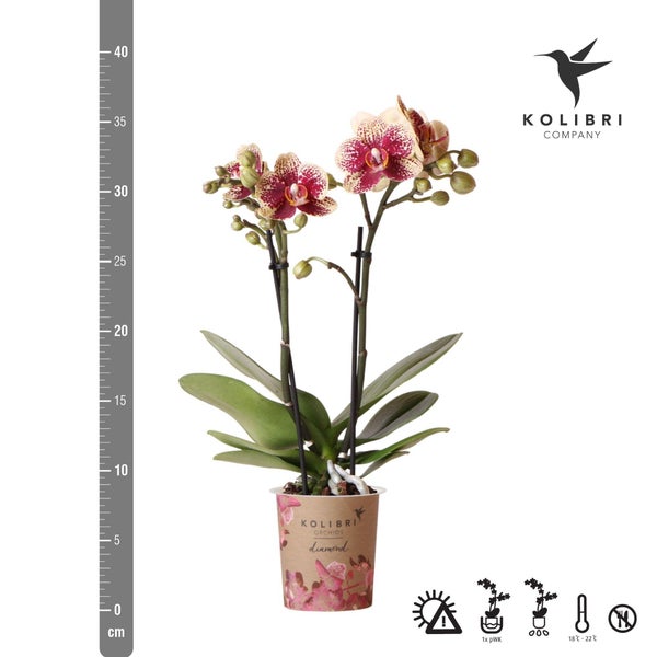 Kolibri Orchids Gelbe rote Phalaenopsis-Orchidee Spanien Topfgröße 9cm blühende Zimmerpflanze frisch vom Züchter