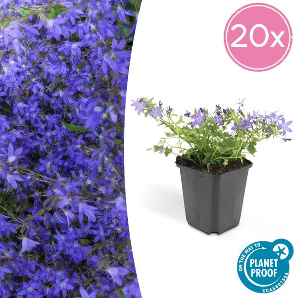 Lila Polsterglockenblume Campanula im Kunststofftopf und Nahaufnahme der Blüten, 20 Stück, Planet Proof Zertifikat