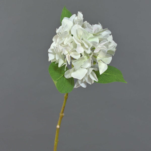 Weiße Hortensie mit grünen Blättern und Stiel.