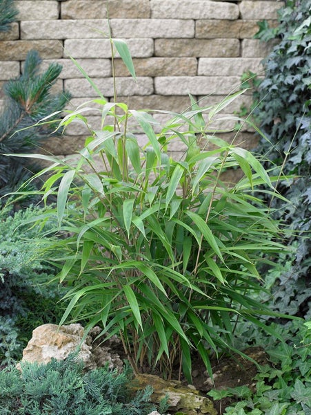 Pseudosasa japonica, Japanischer Pfeilbambus, 150–175 cm