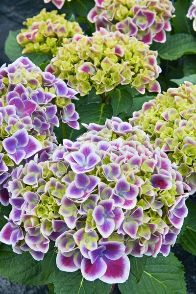 Nahaufnahme von mehrfarbigen Hortensienblüten.