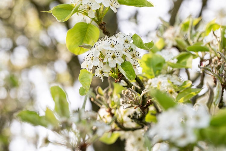 Nahaufnahme von weißen Blüten eines Birnbaums an einem sonnigen Frühlingstag im Garten.