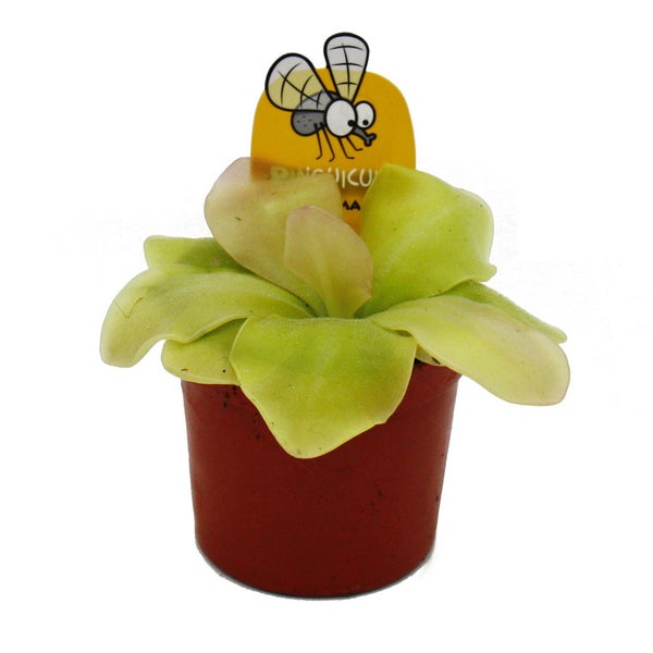 Fleischfressende Pflanze - Maya-Fettkraut - Pinguicula spec. Guatemala - 9cm Topf