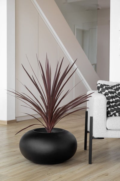 Cordyline Zimmerpflanze in einem runden schwarzen Pflanztopf auf hellem Holzboden in einem modernen, hellen Wohnzimmer mit grauem Sessel.