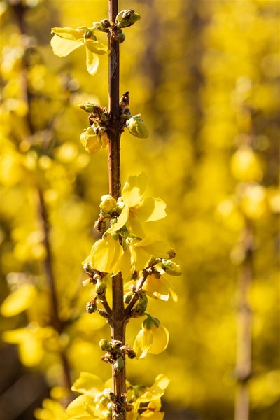 Forsythia intermedia 'Goldrausch', Forsythie, gelb, 60–80 cm