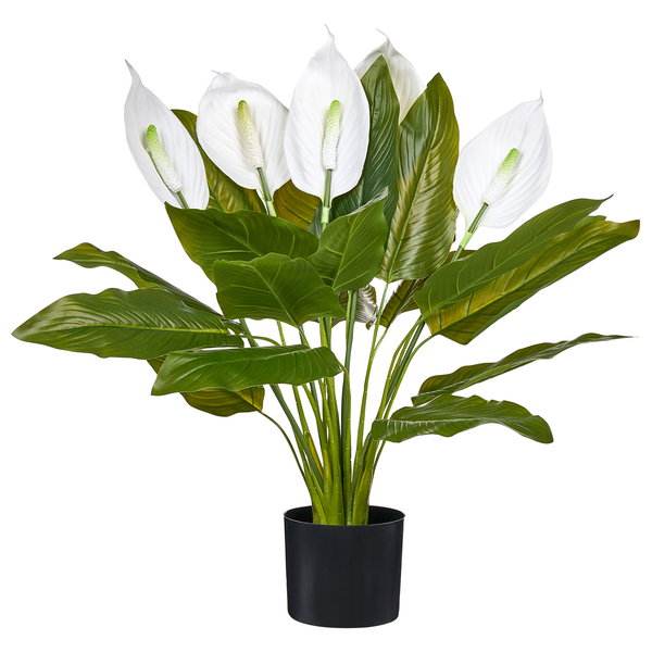 Künstliche Pflanze Einblatt Spathiphyllum im schwarzen Topf mit weißen Blüten.