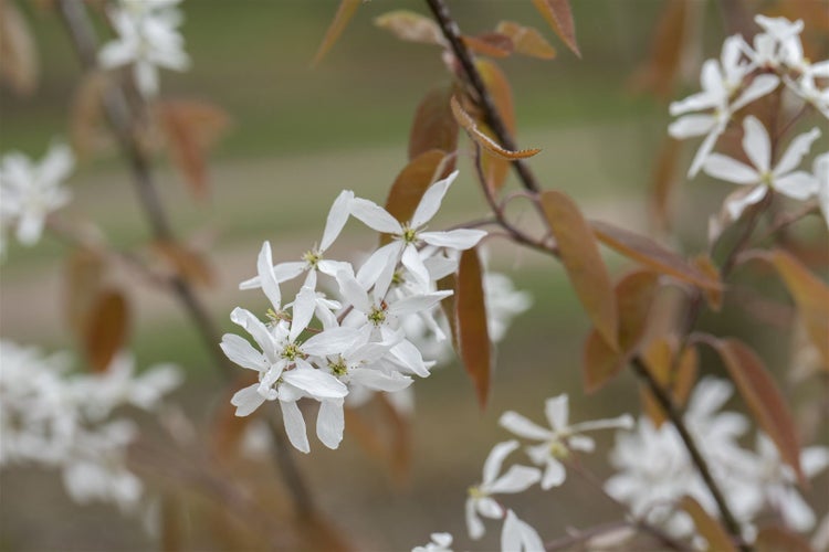 Amelanchier 'Ballerina', Felsenbirne, weiß, 60–100 cm