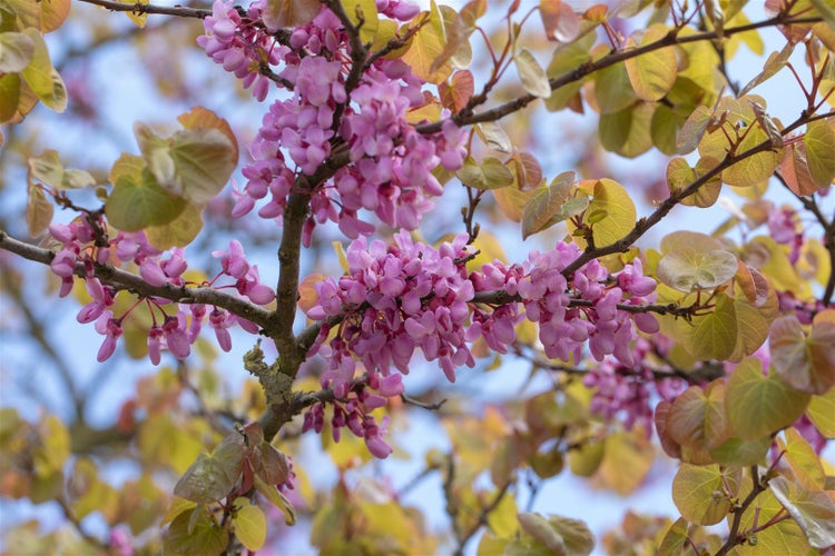 Blühender Judasbaum mit zahlreichen rosa Blüten und runden Blättern an den Zweigen im Frühling.