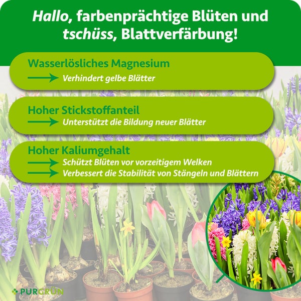 Purgrün Blumenzwiebel Dünger, 1 Kilogramm feines Granulat für circa 40 Pflanzen, zur Neupflanzung und Pflegedüngung. Purgrün Logo.